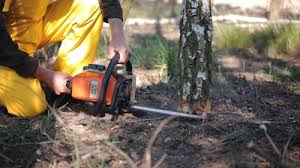 Reliable Liverpool, NY Tree Removal Services Solutions