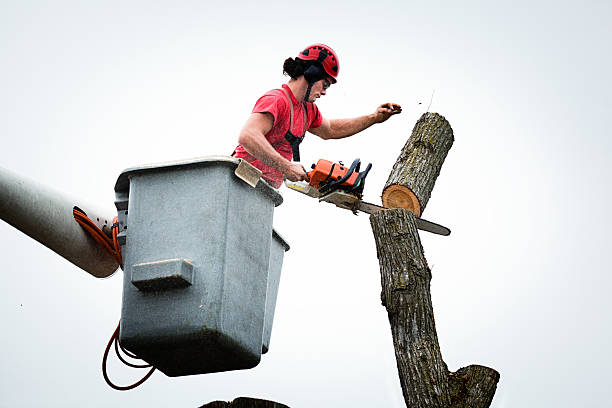 How Our Tree Care Process Works  in  Liverpool, NY